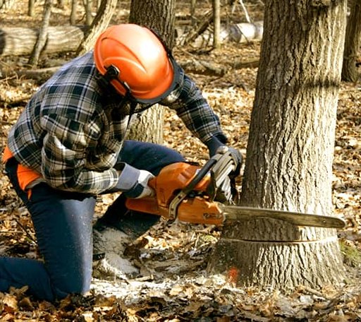 Tree Removal in Castine, ME